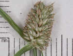 Shortleaf spikesedge